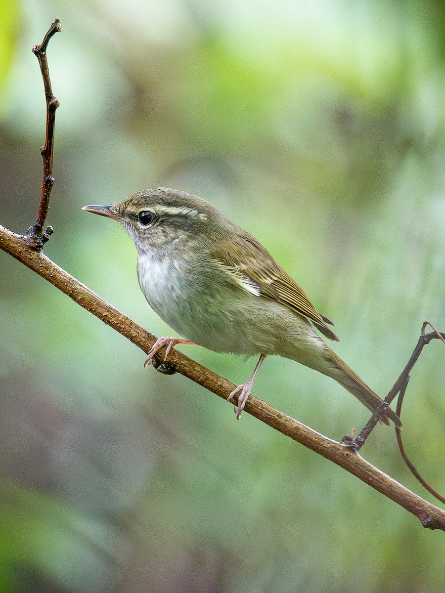 Pale-legged Leaf Warbler - ML642099367