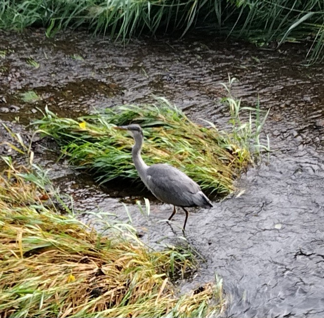Gray Heron - ML642099368