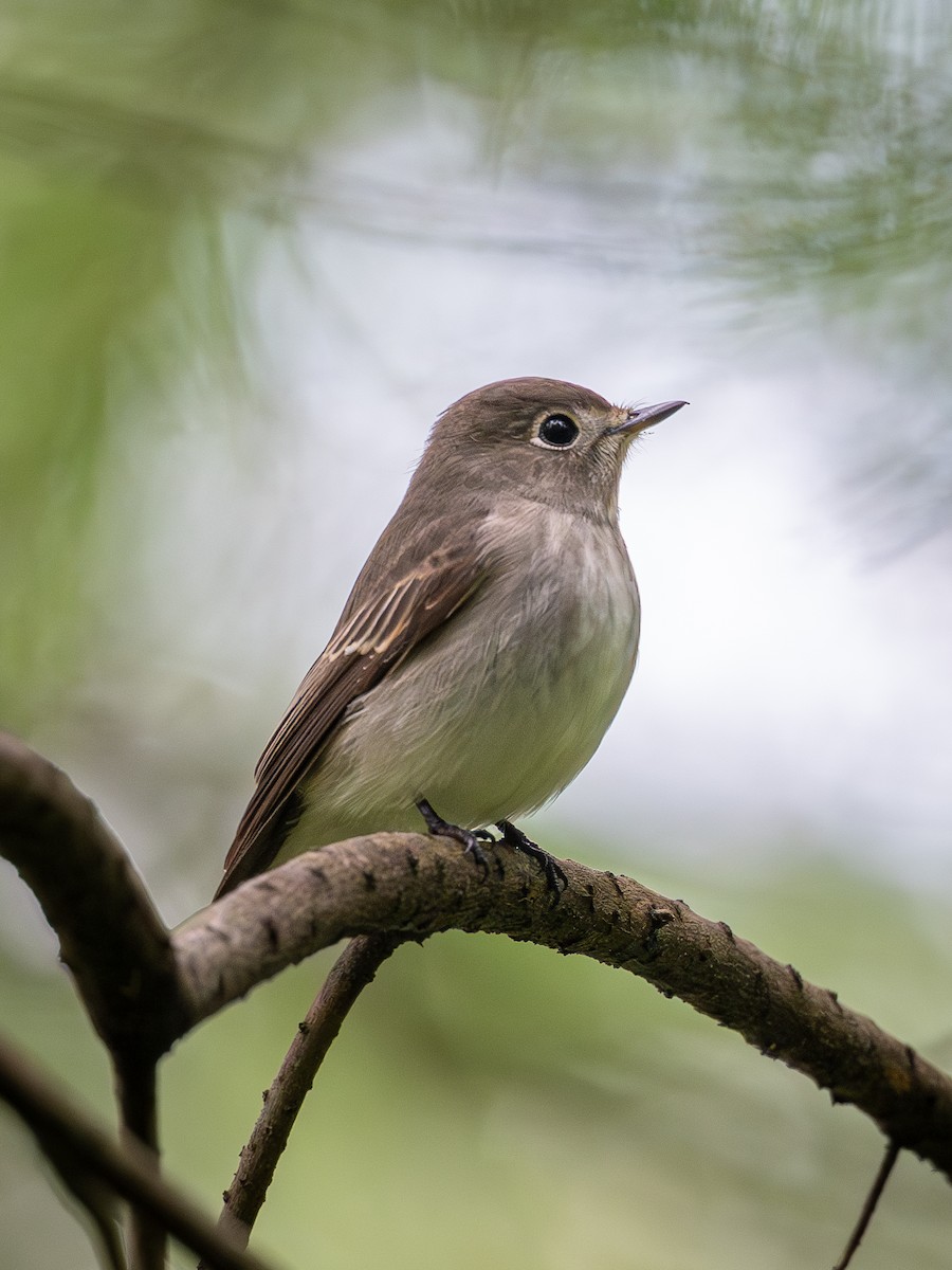 Asian Brown Flycatcher - ML642099369