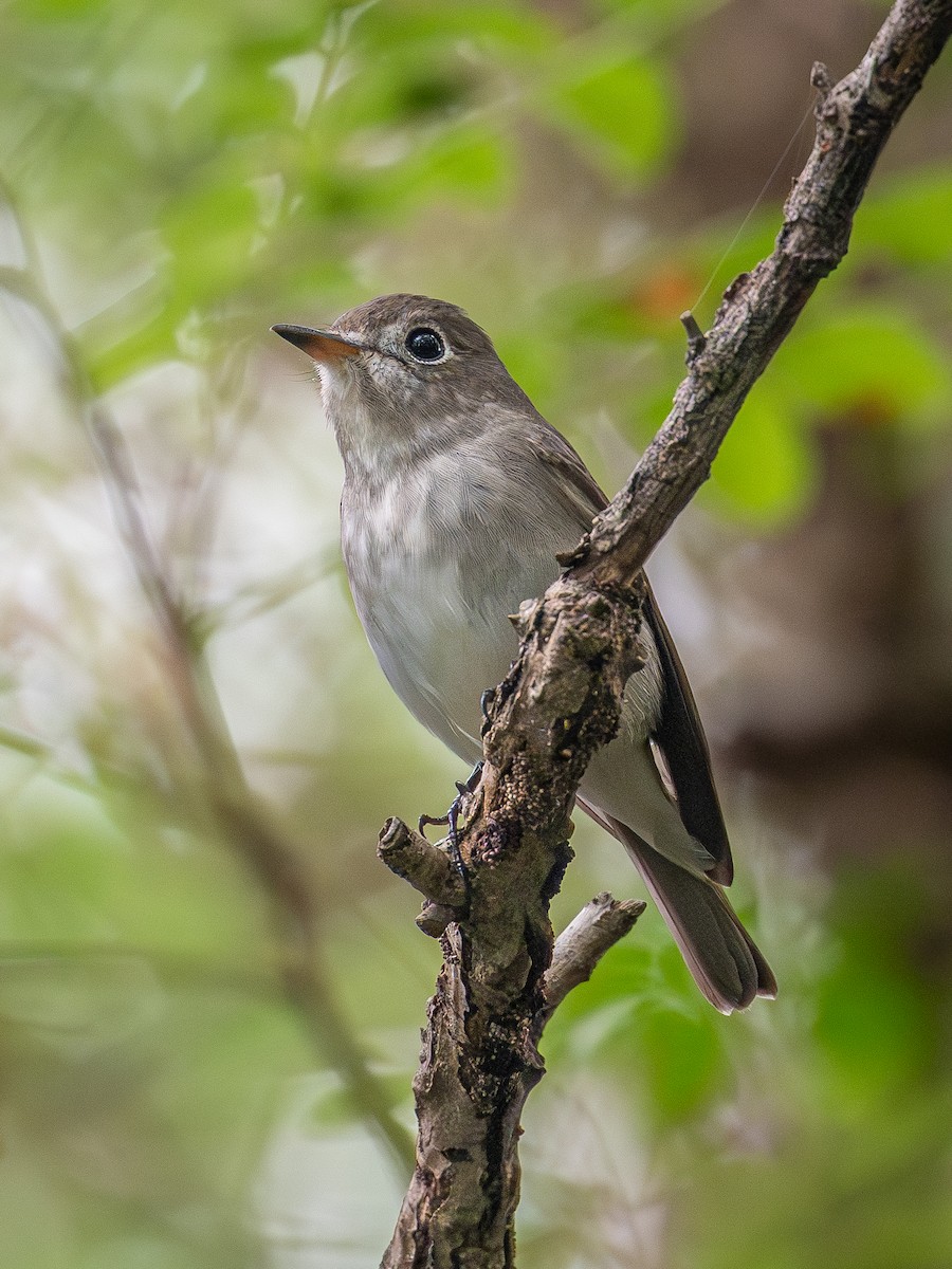 Asian Brown Flycatcher - ML642099370