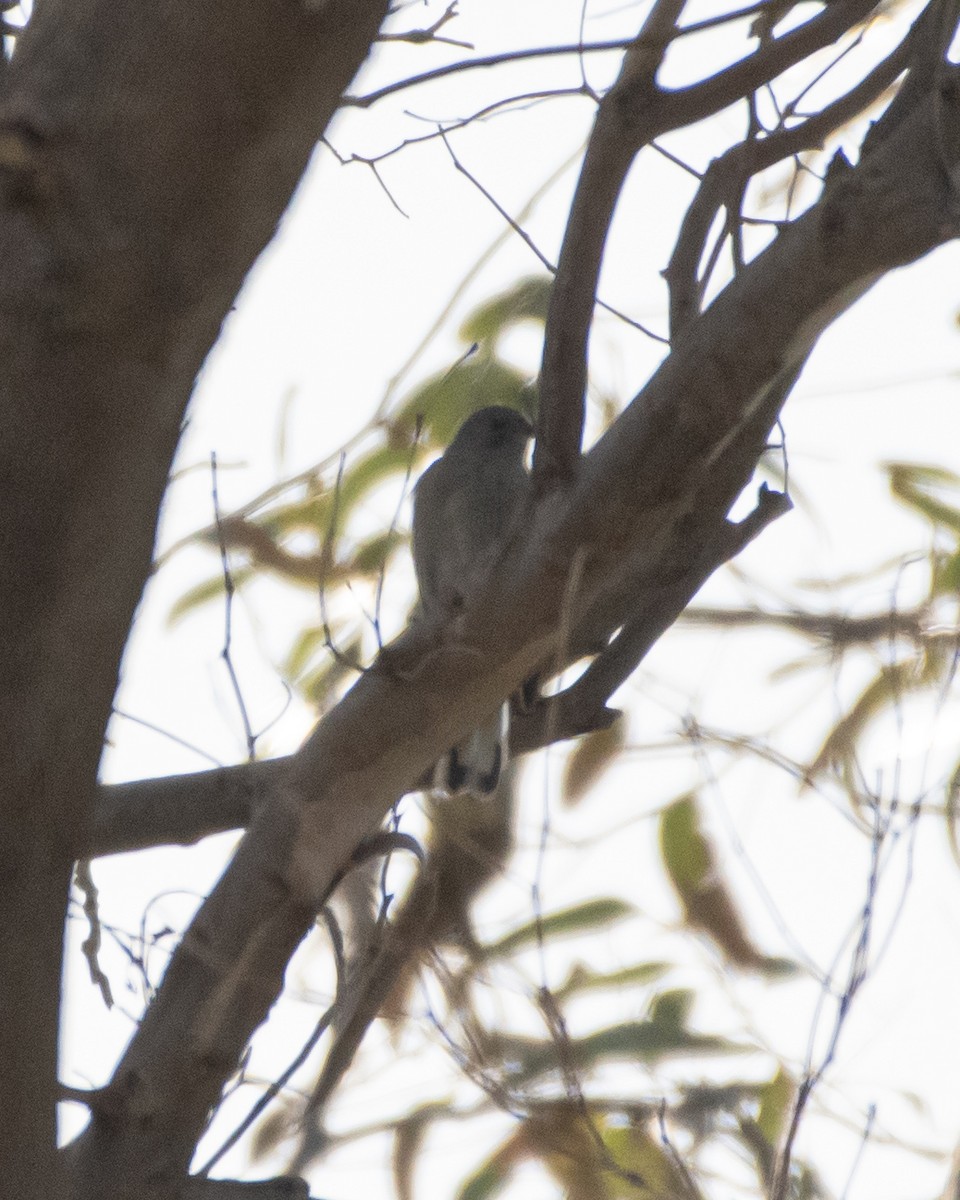 Lesser Honeyguide - ML642099371