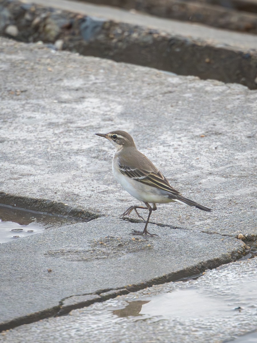 Eastern Yellow Wagtail - ML642099372
