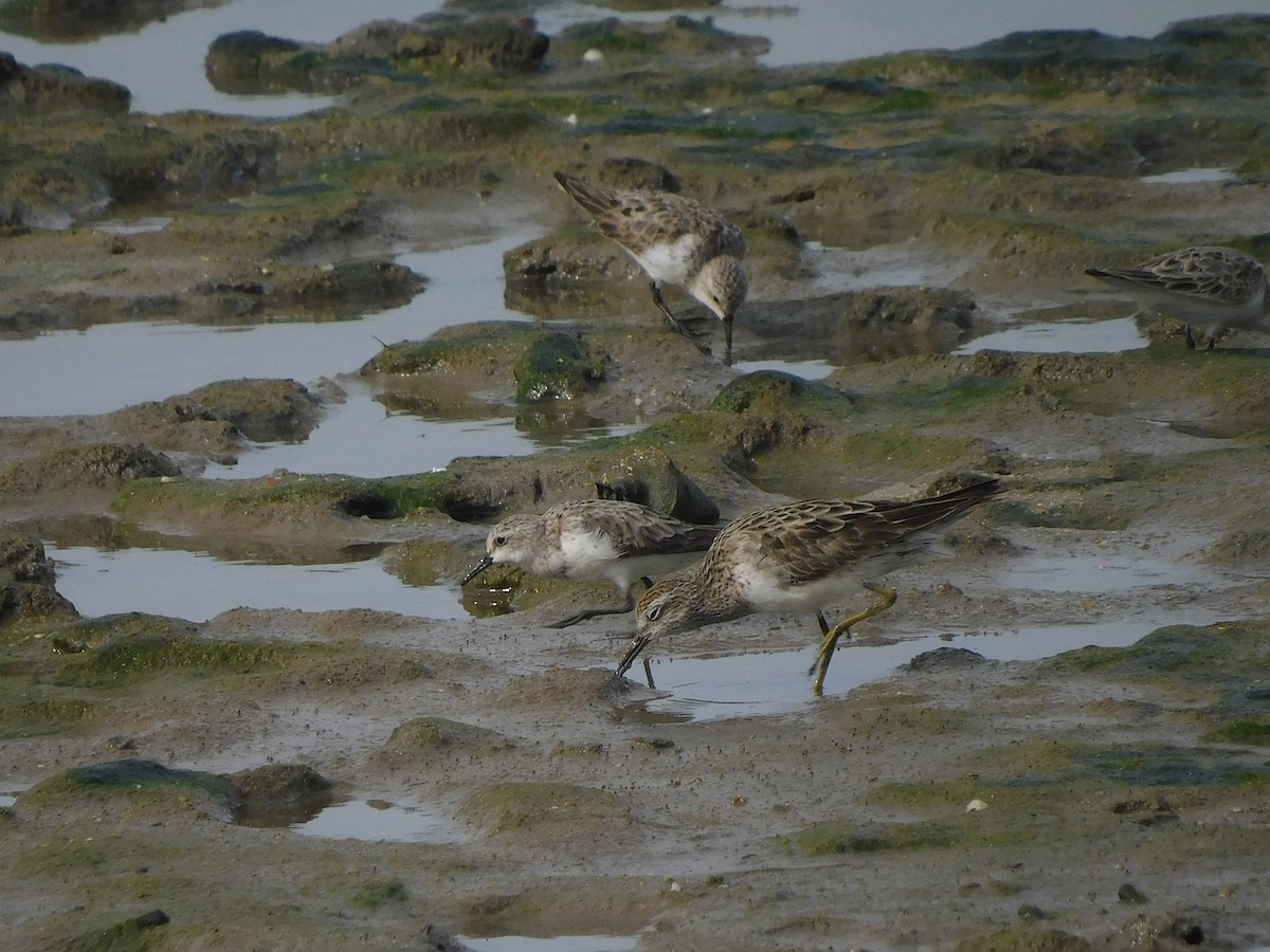 Sharp-tailed Sandpiper - ML642099378