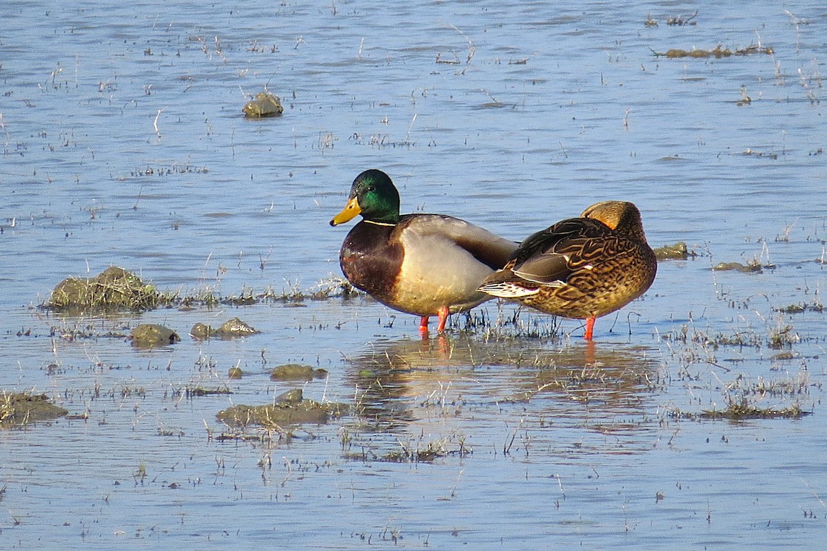 Canard colvert - ML642099380