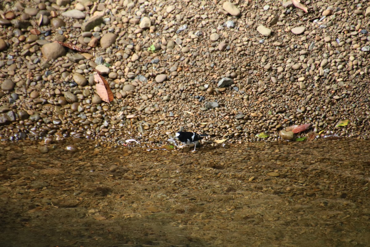 Little Forktail - ML642099381
