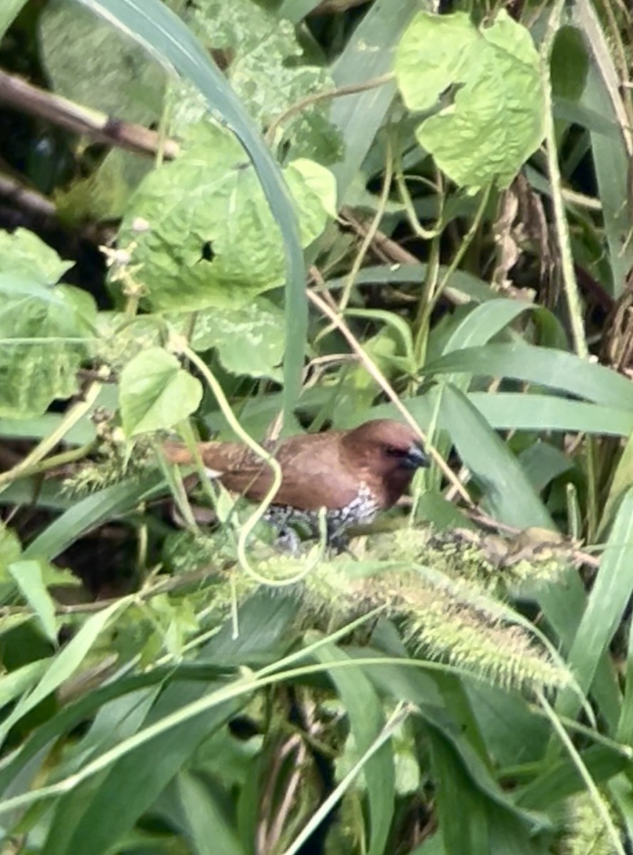 Scaly-breasted Munia - ML642099399