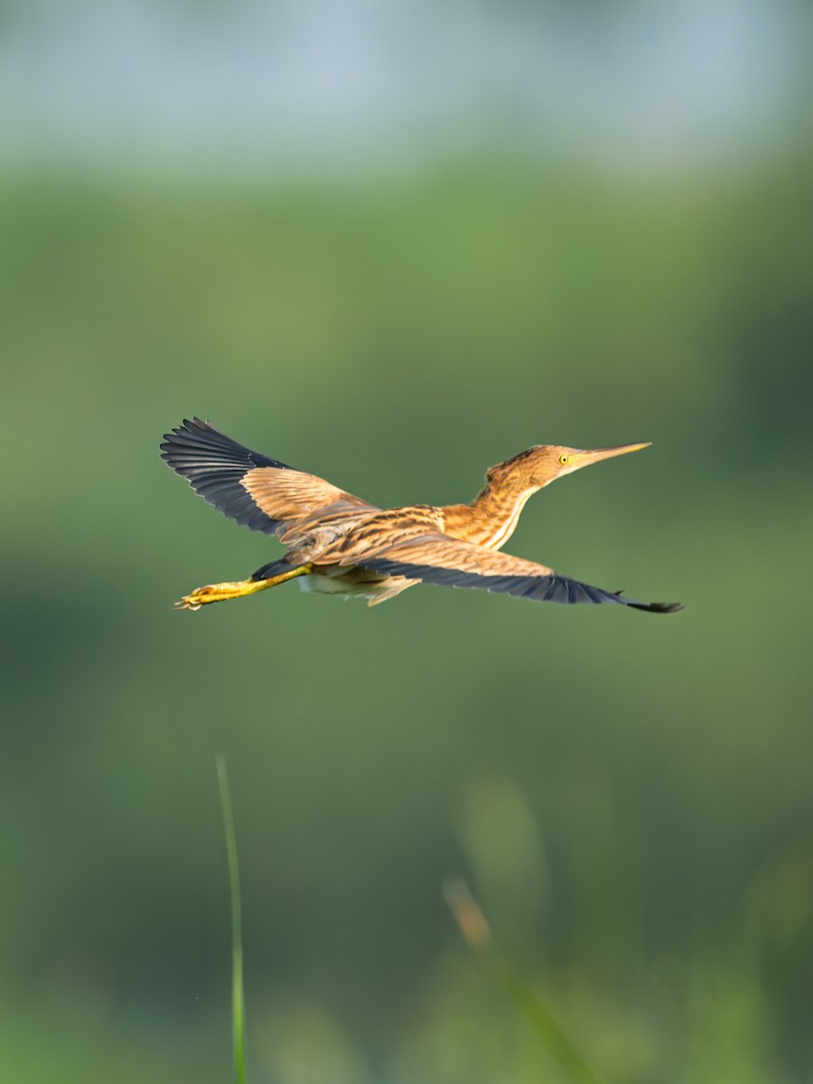 Yellow Bittern - ML642099400