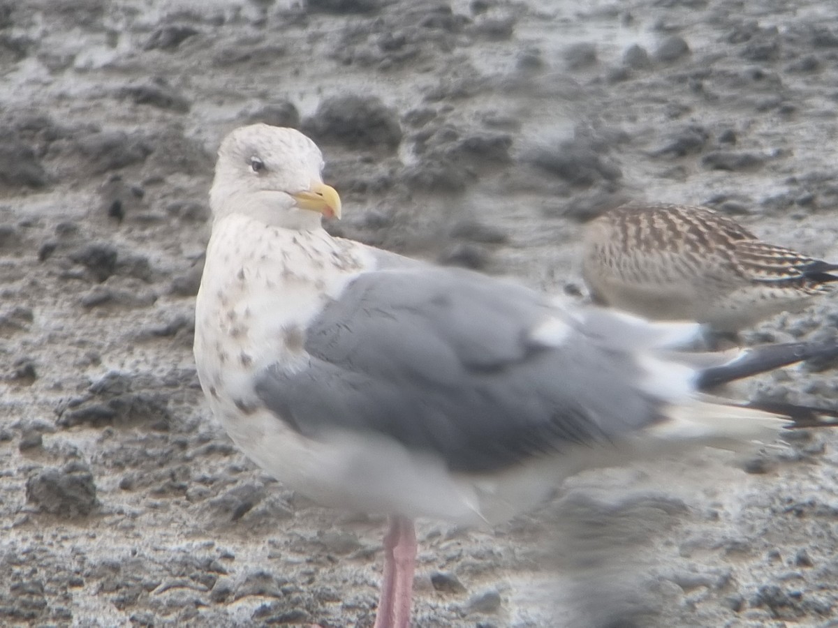 Vega Gull - ML642099401