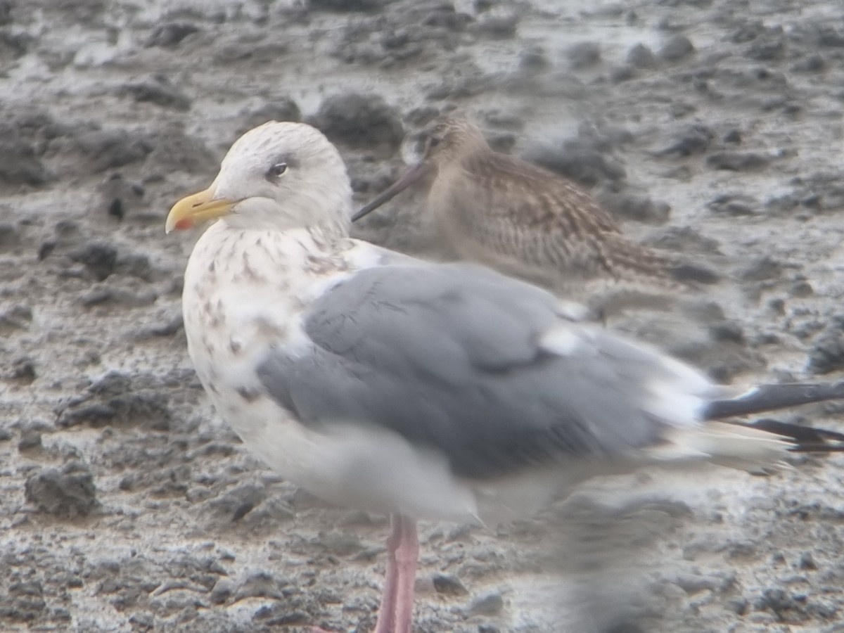 Vega Gull - ML642099402
