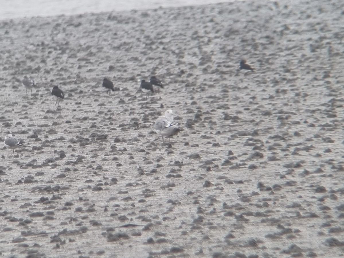 Mongolian Gull - ML642099406