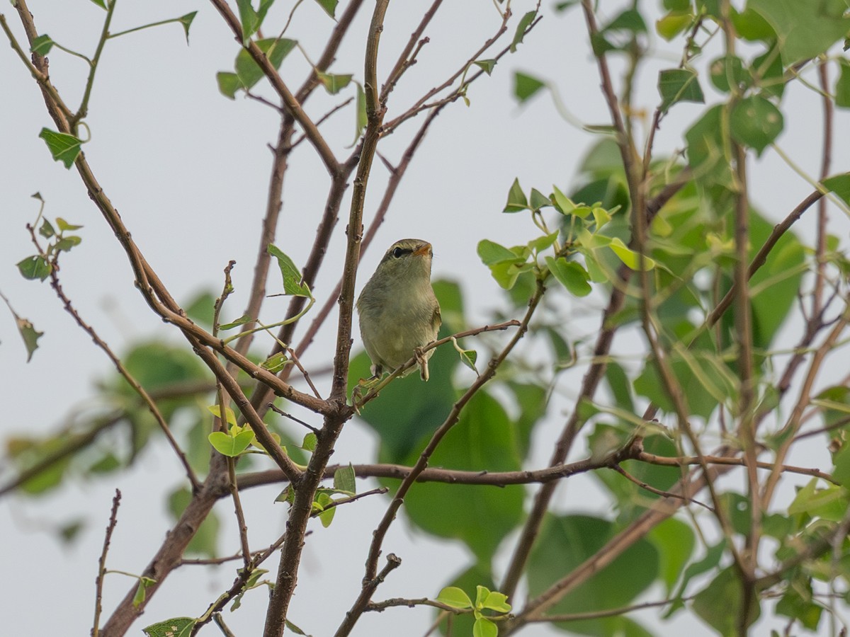 Two-barred Warbler - ML642099409