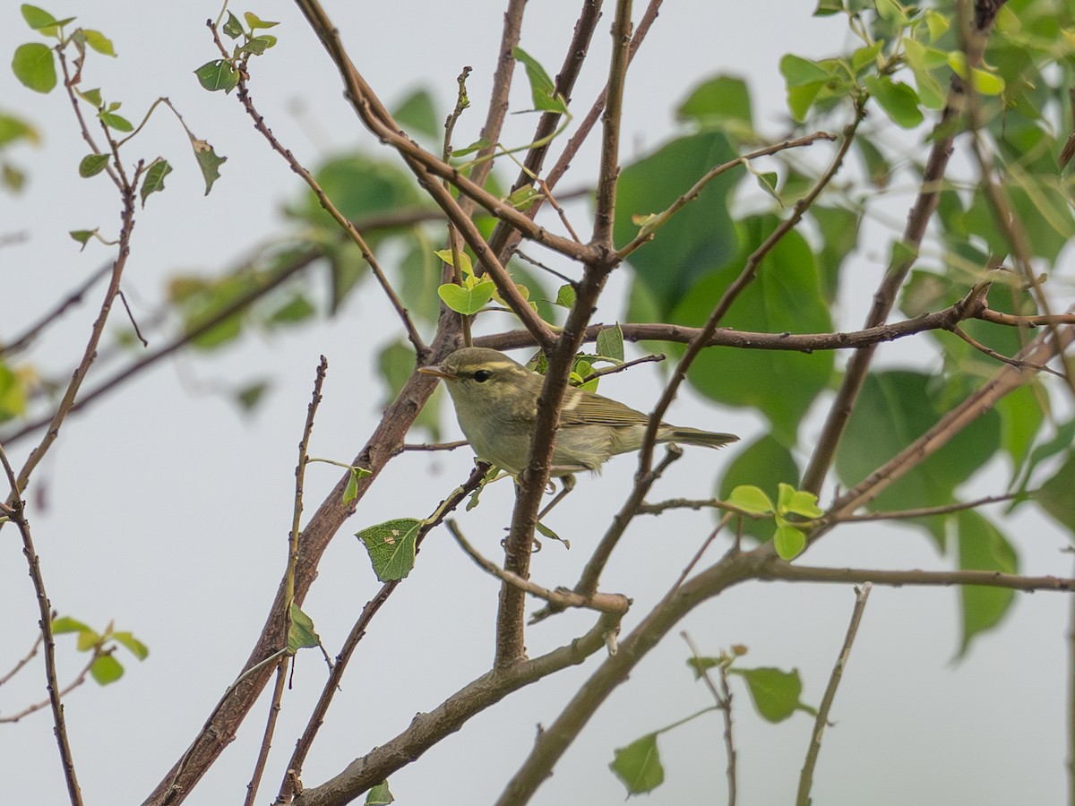 Two-barred Warbler - ML642099410