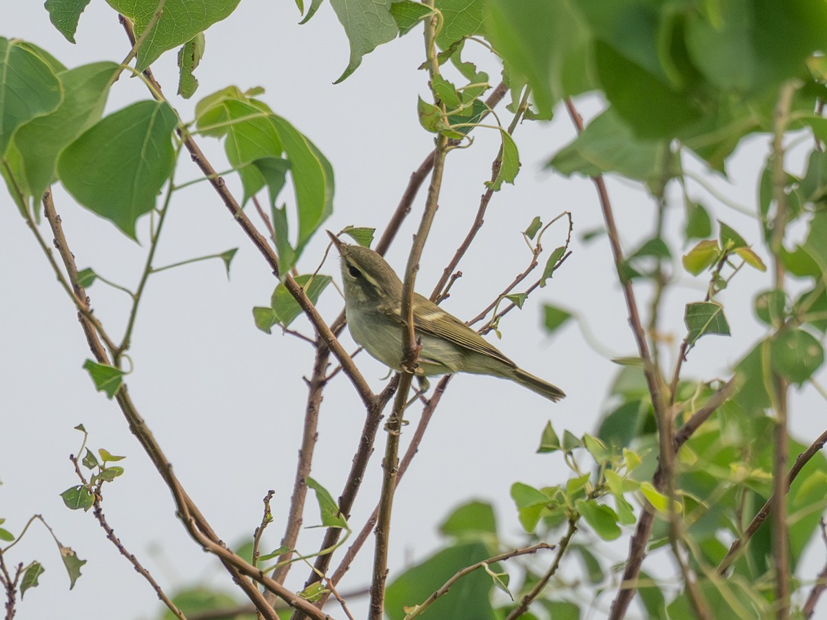 Two-barred Warbler - ML642099411