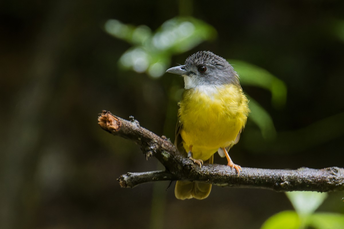 Yellow-bellied Bulbul - ML642099412
