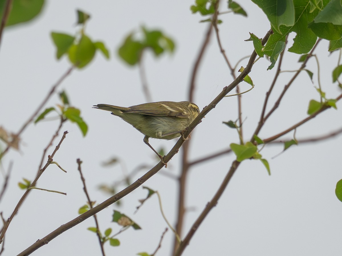 Two-barred Warbler - ML642099413