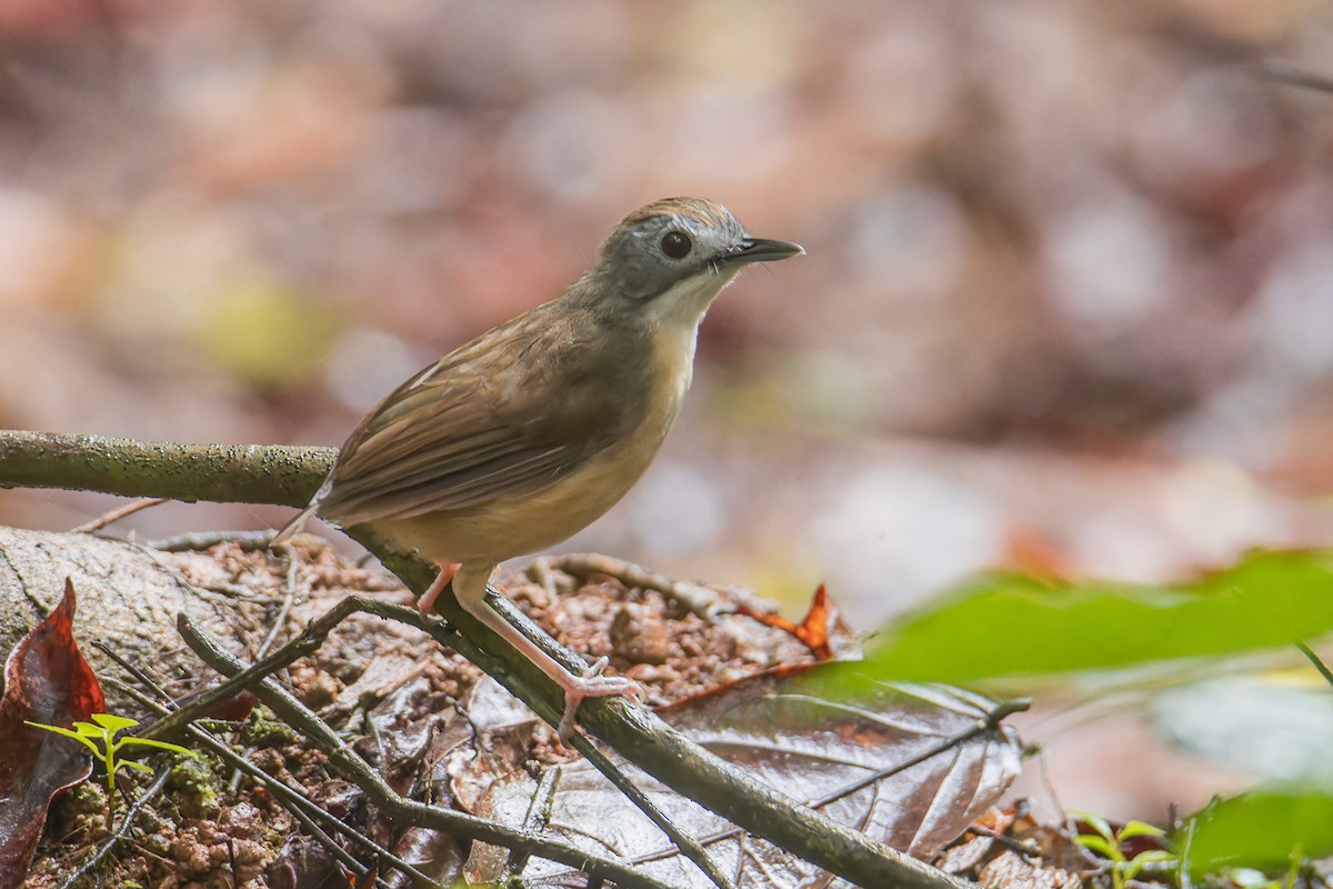 Short-tailed Babbler (Mourning) - ML642099414