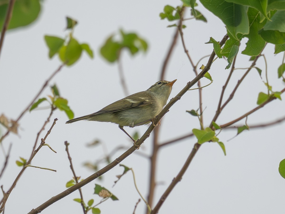 Two-barred Warbler - ML642099415