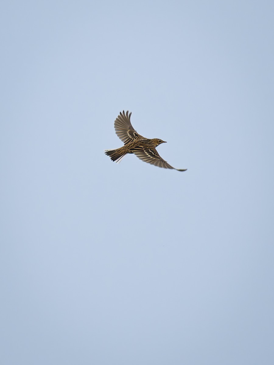Pechora Pipit - ML642099416