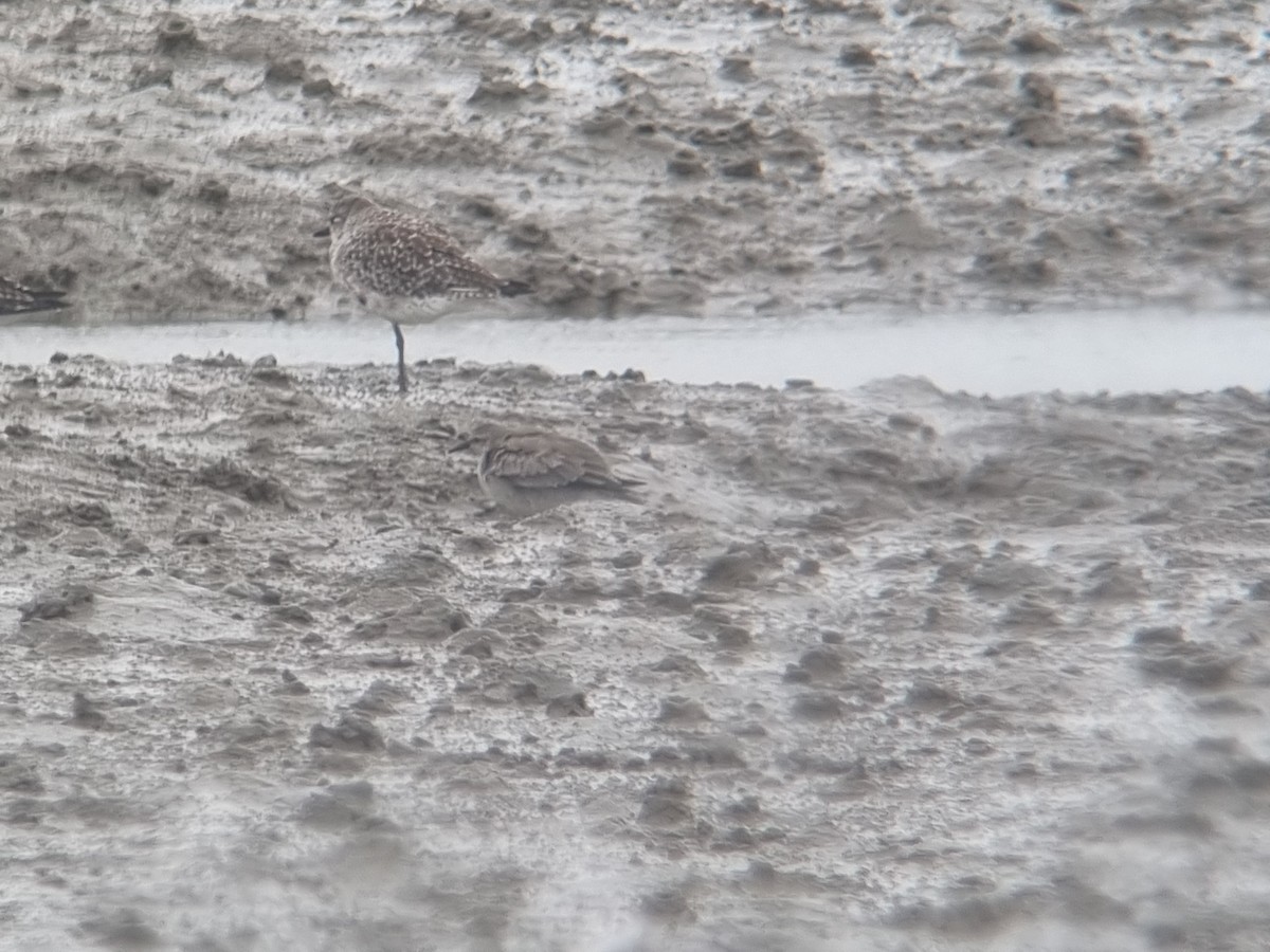 polarsnipe - ML642099417