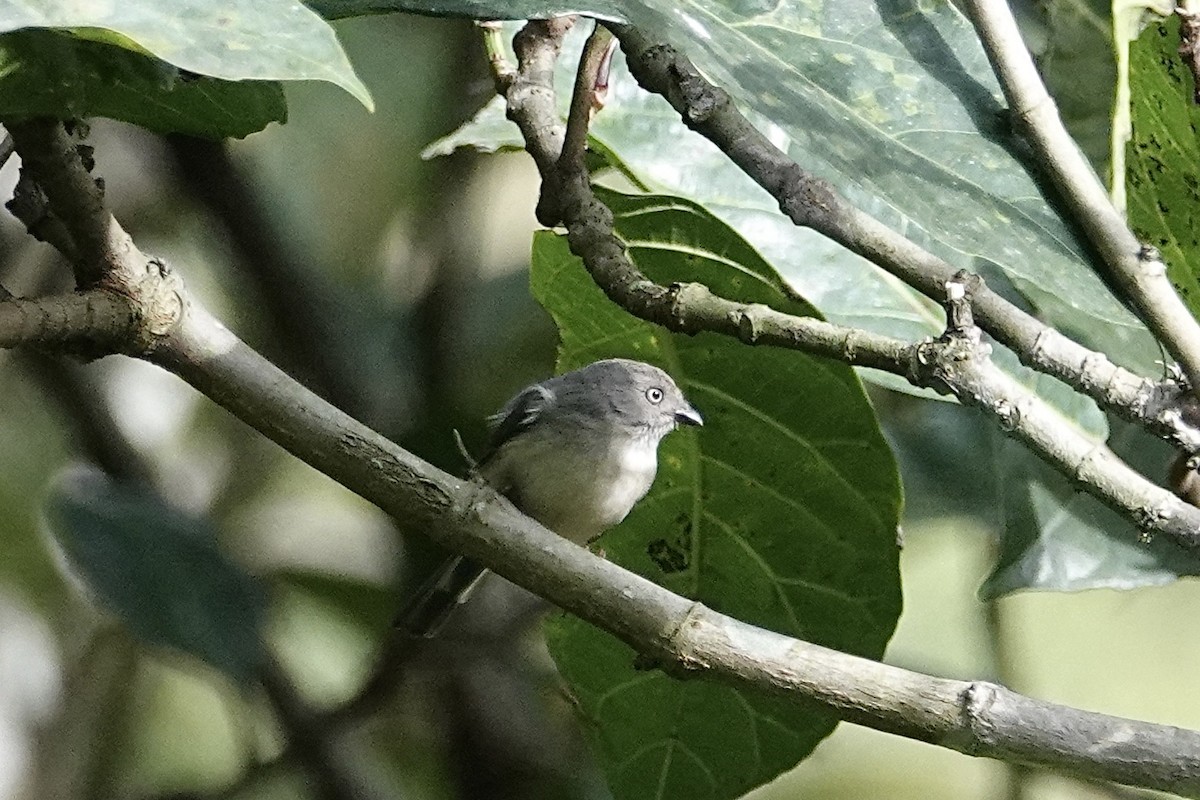 pygmémeis - ML642099424