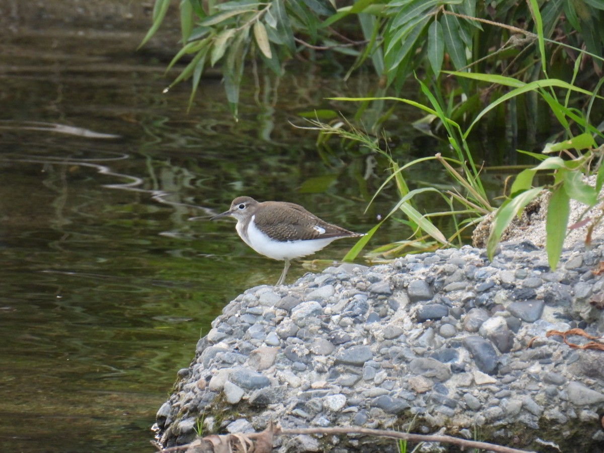 Common Sandpiper - ML642099454