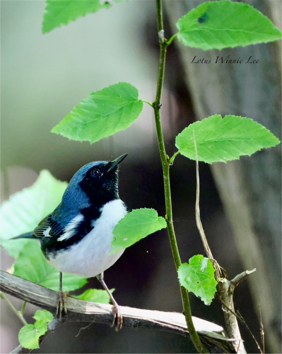 Black-throated Blue Warbler - ML642099458