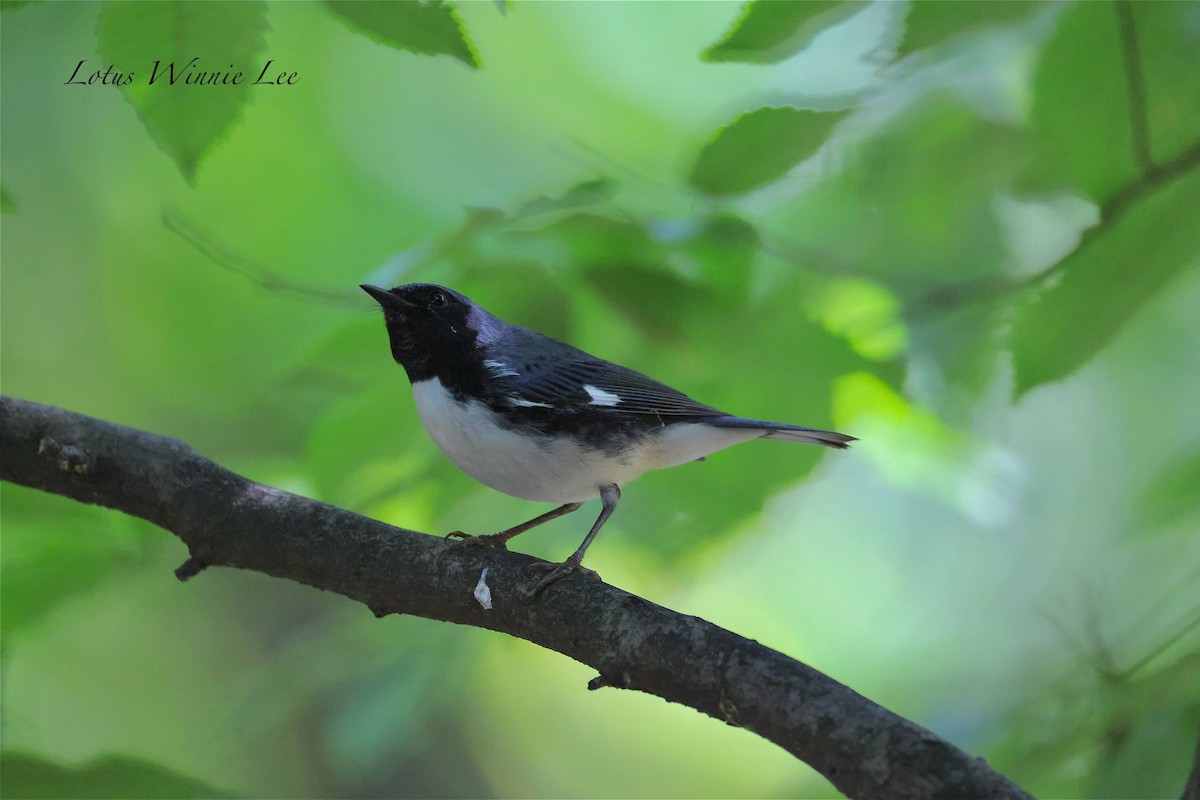 Black-throated Blue Warbler - ML642099459