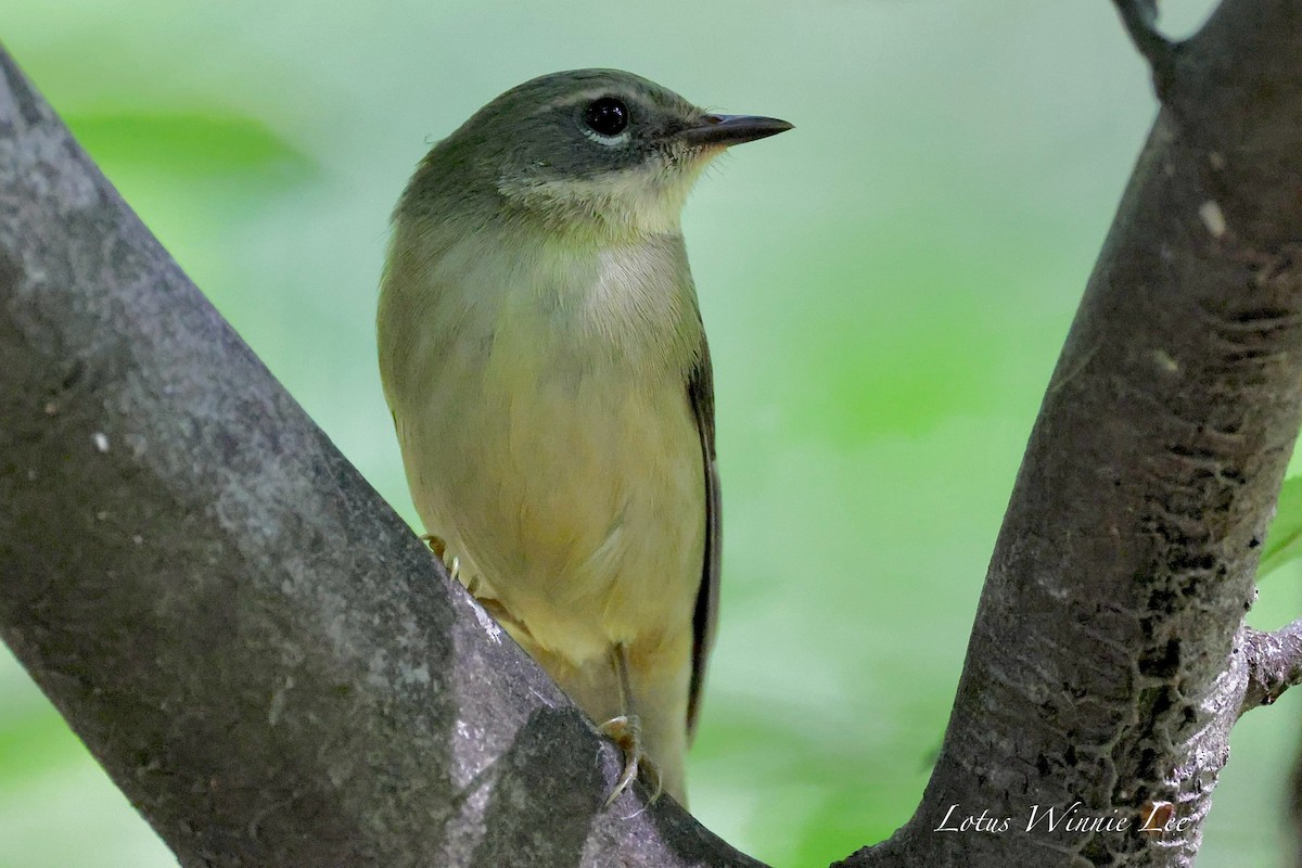 Black-throated Blue Warbler - ML642099460