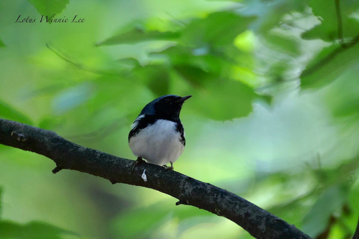 Black-throated Blue Warbler - ML642099461
