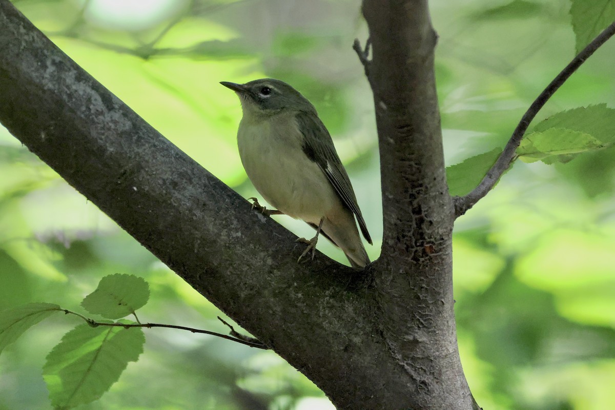 Black-throated Blue Warbler - ML642099462