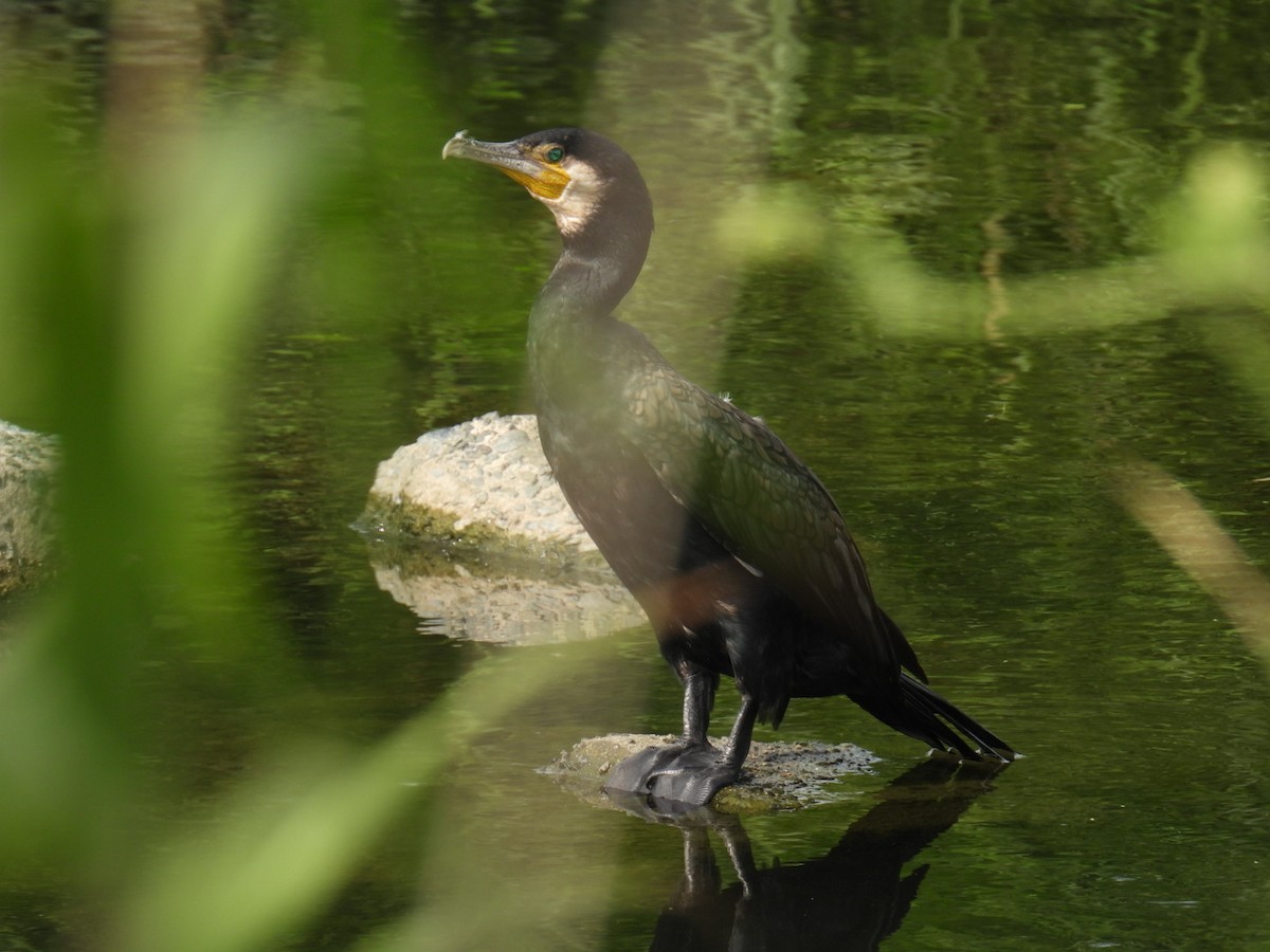 Great Cormorant - ML642099464