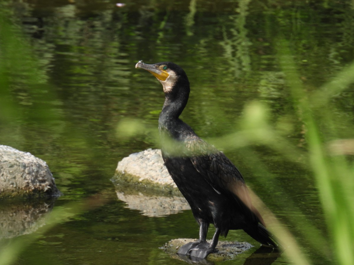 Great Cormorant - ML642099465