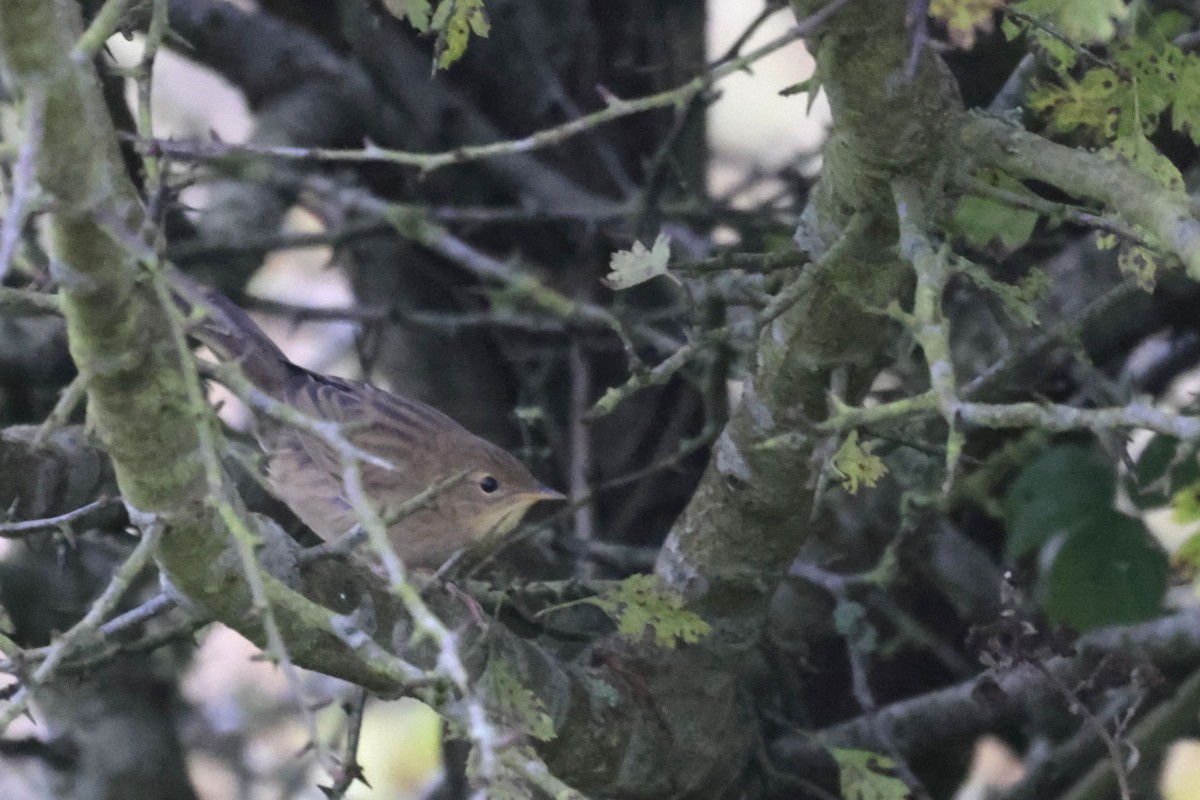 Common Grasshopper Warbler - ML642099479