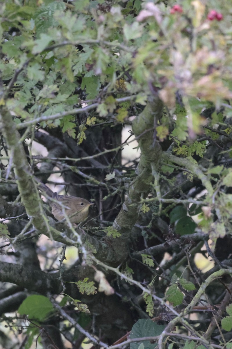 Common Grasshopper Warbler - ML642099480