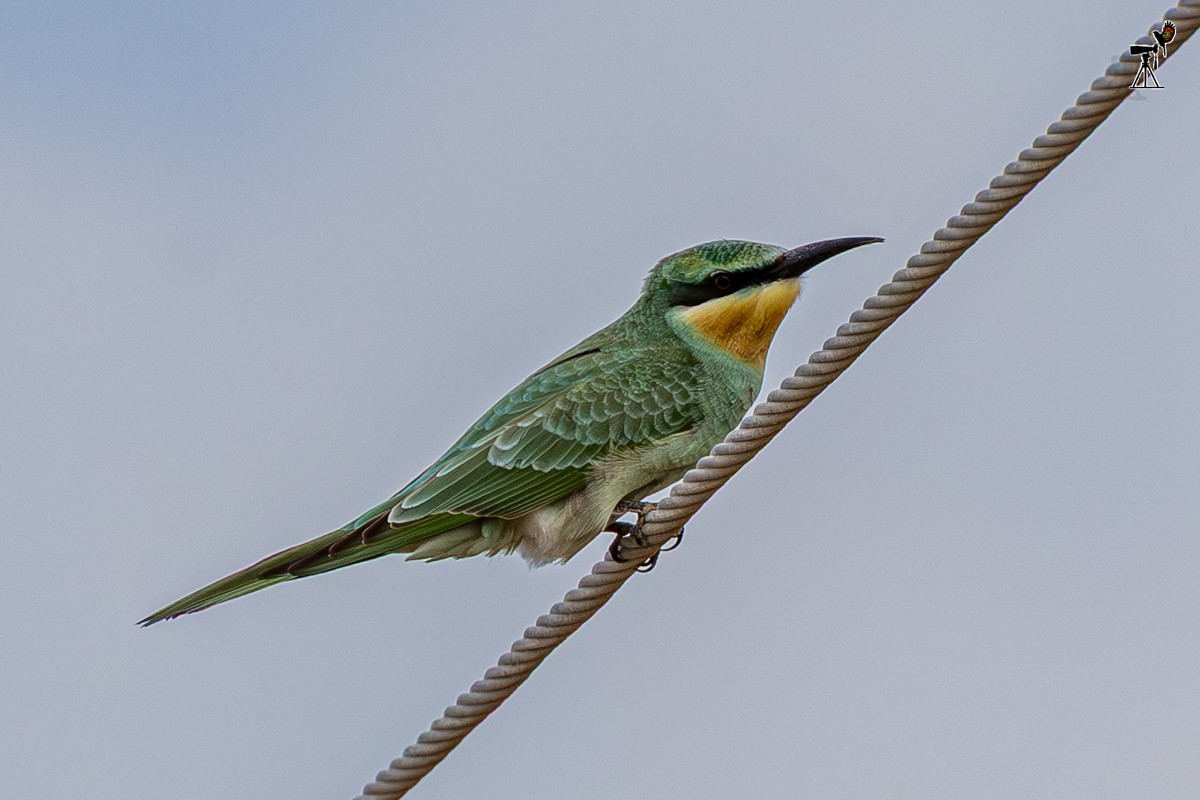 Blue-cheeked Bee-eater - ML642099485