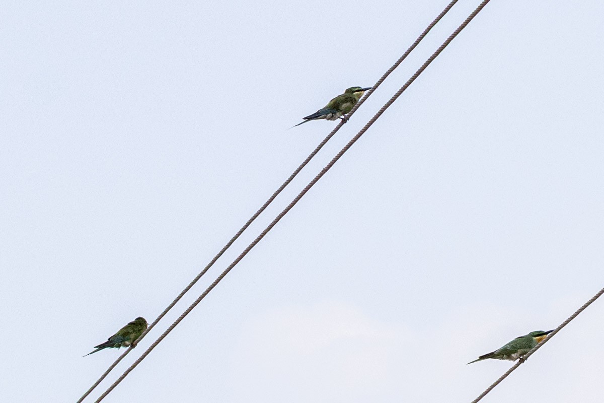 Blue-cheeked Bee-eater - ML642099486