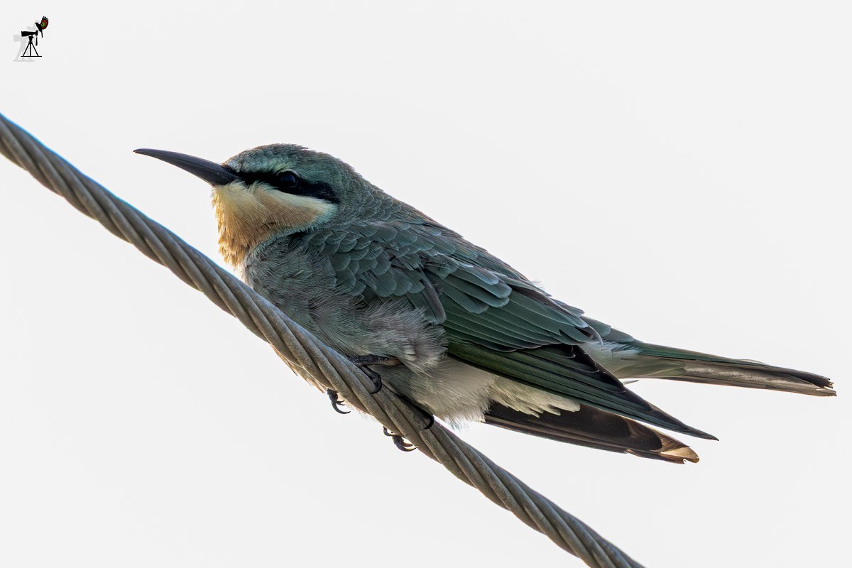 Blue-cheeked Bee-eater - ML642099487