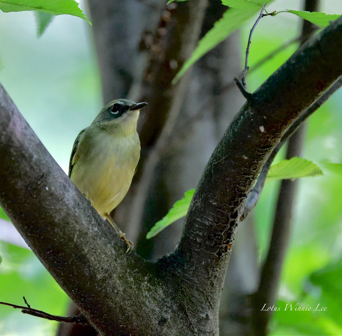 Black-throated Blue Warbler - ML642099488