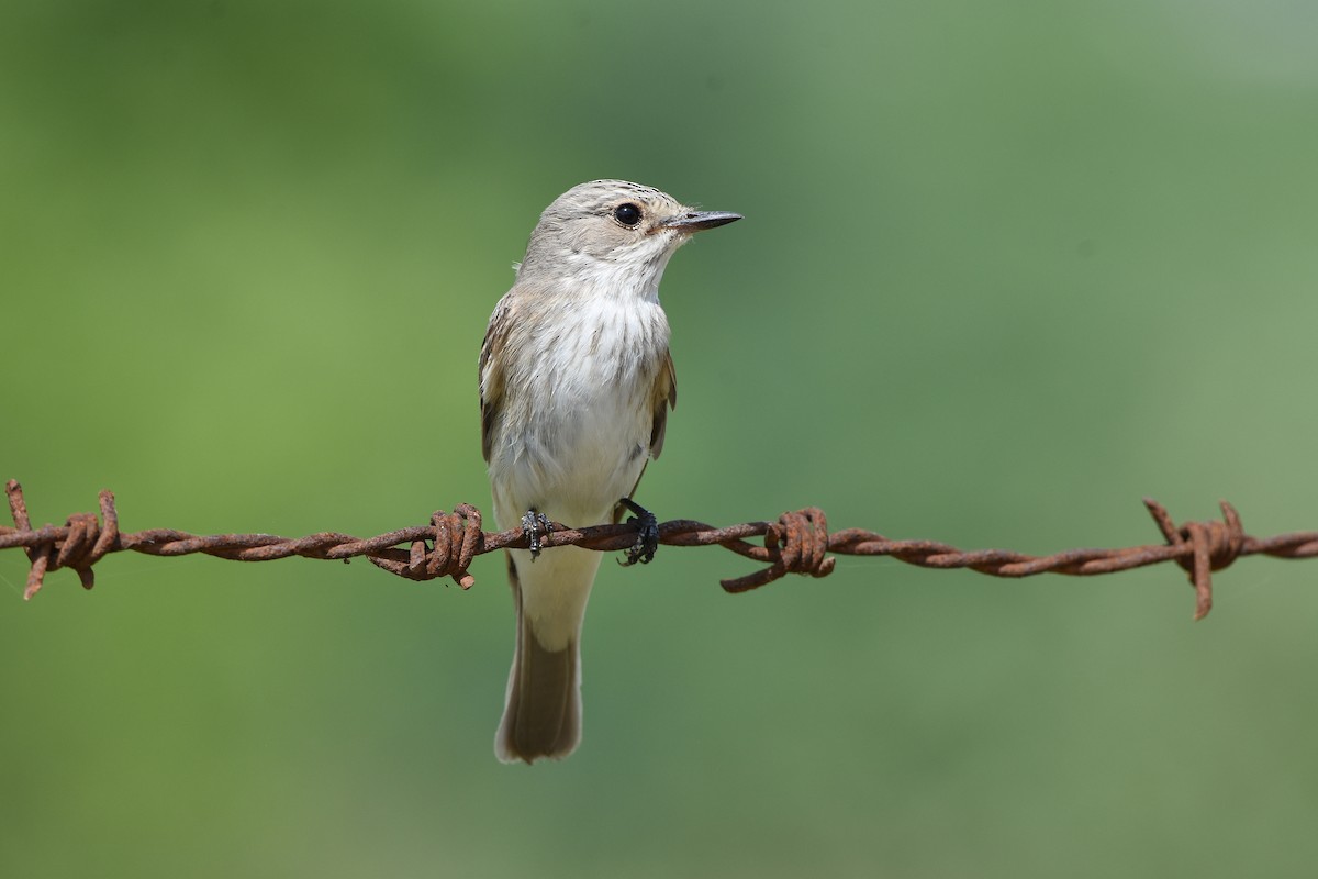 Spotted Flycatcher - ML642099500