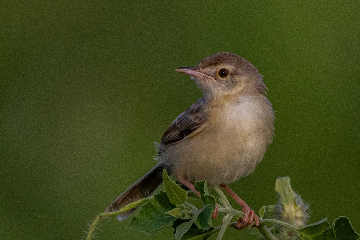 Prinia Sencilla - ML642099501