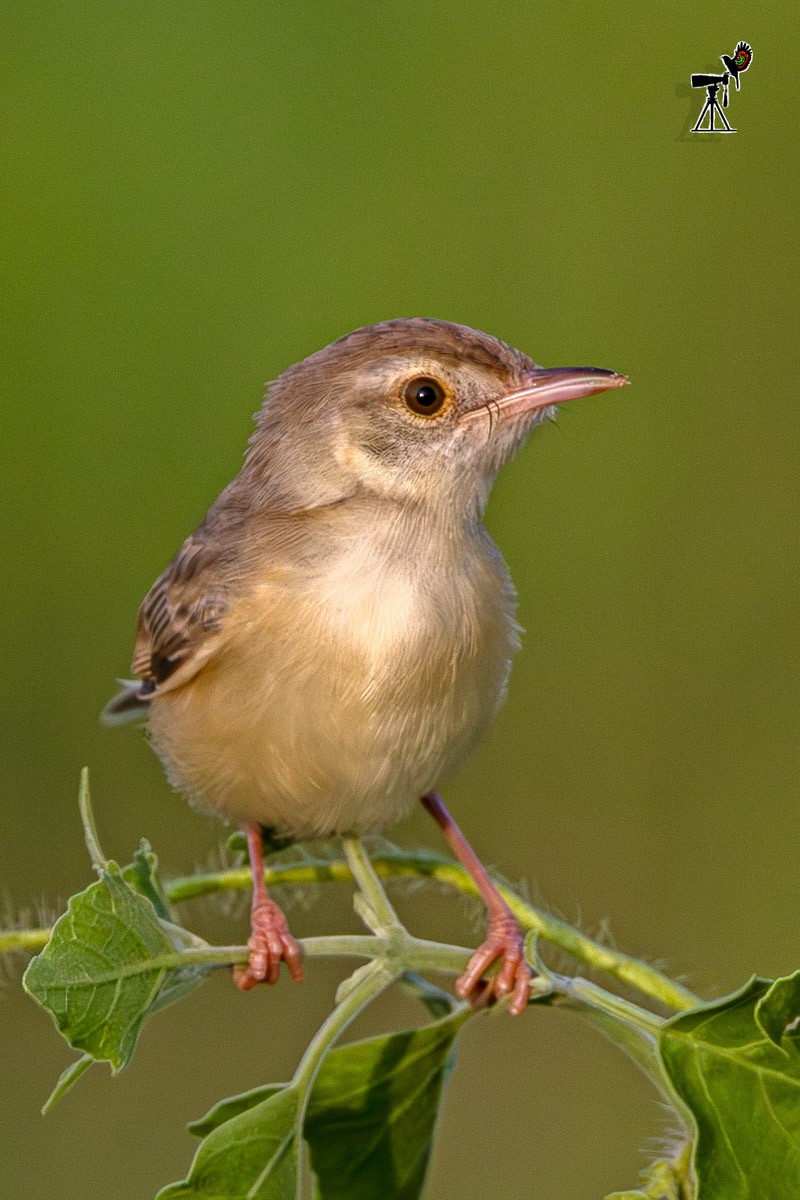 Prinia Sencilla - ML642099502