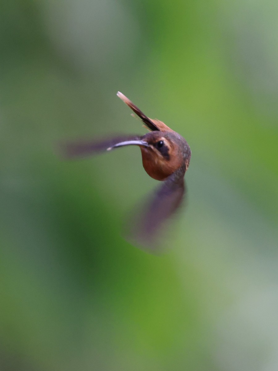 Streifenkehl-Schattenkolibri - ML642099510