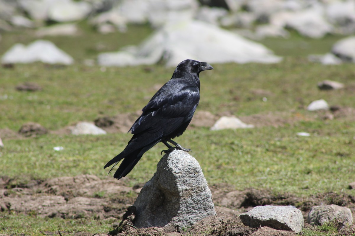 Common Raven - ML642099517