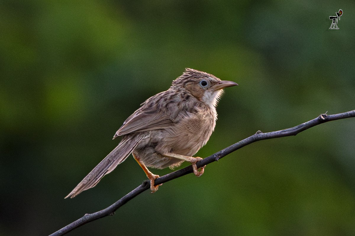Common Babbler - ML642099521