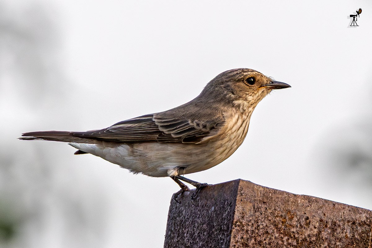Spotted Flycatcher - ML642099523