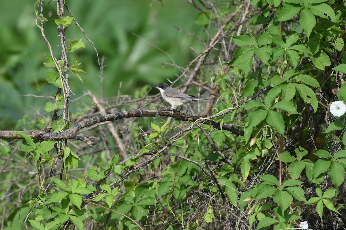 Eastern Orphean Warbler - ML642099552