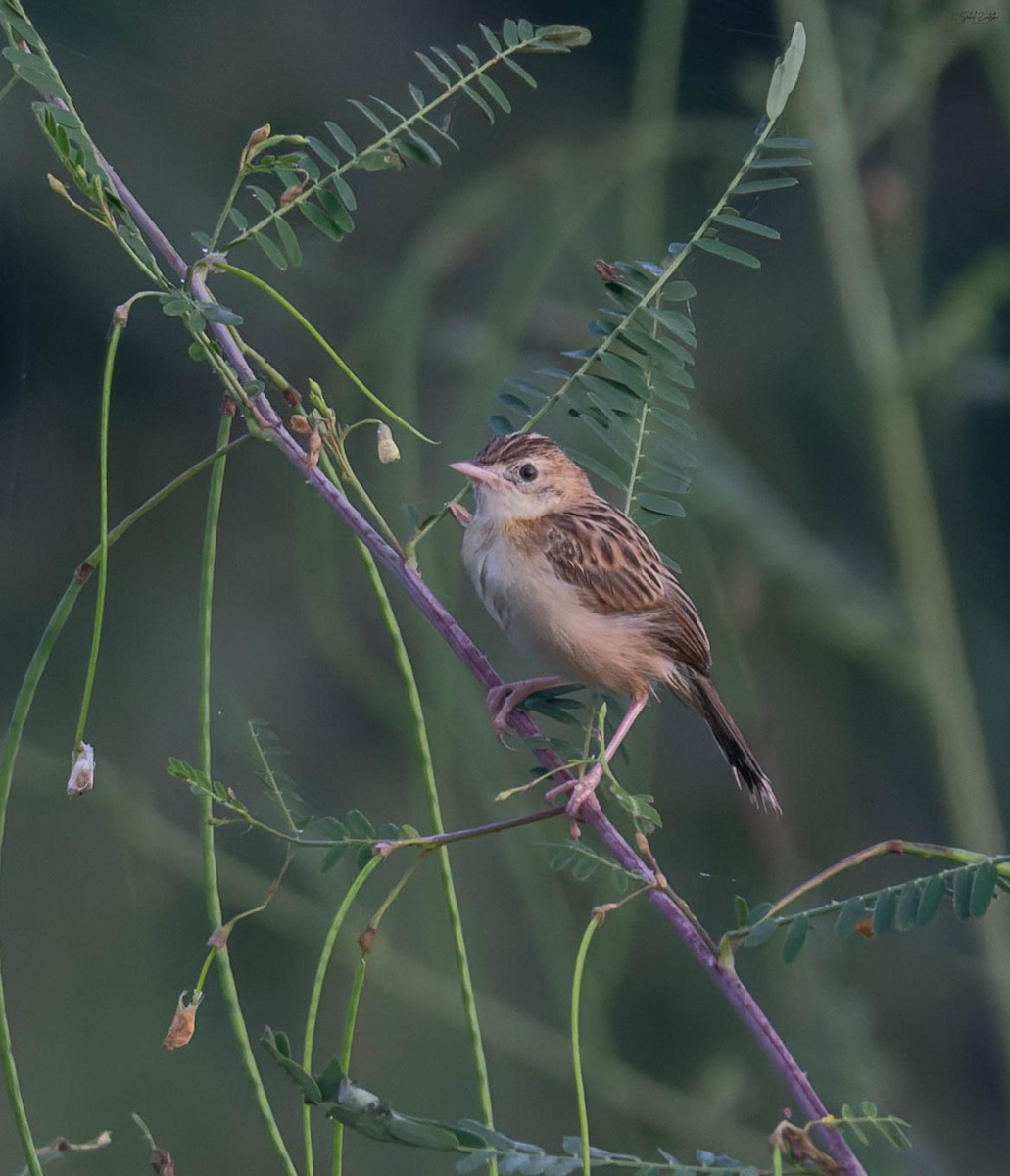 Zitting Cisticola - ML642099567