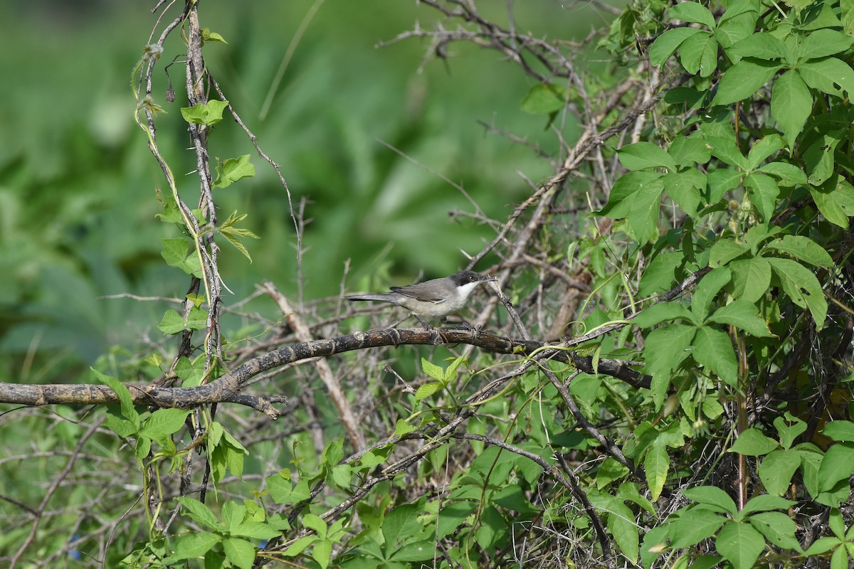Eastern Orphean Warbler - ML642099571