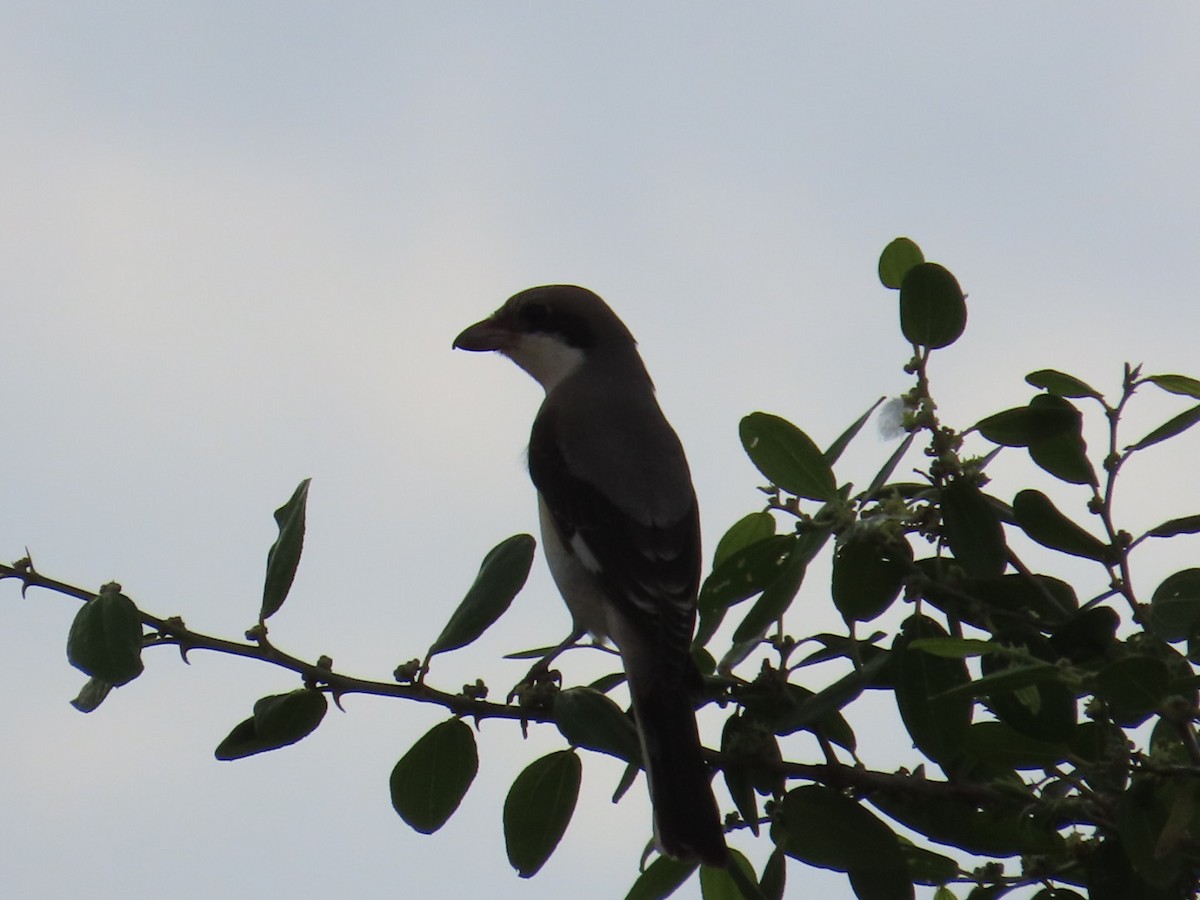 Lesser Gray Shrike - ML642099592