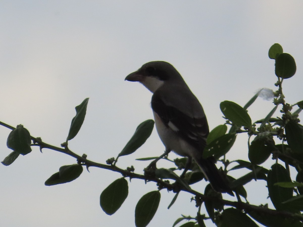 Lesser Gray Shrike - ML642099593